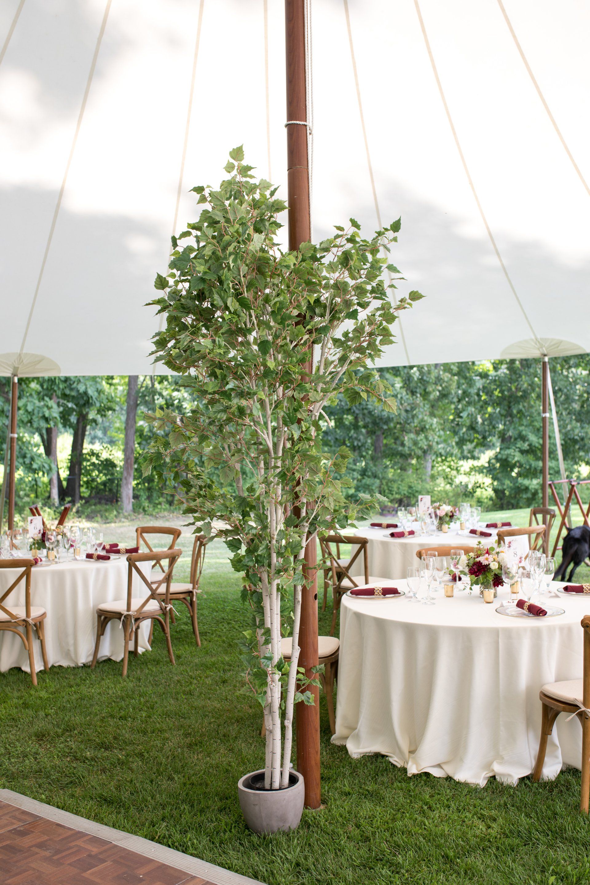 Outdoor reception under a white tent with round tables, white tablecloths, and a potted tree in the center.