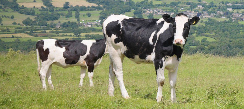 a cow and a calf