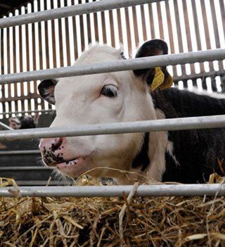 cow eating dry grass