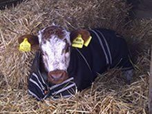 a calf wearing jacket