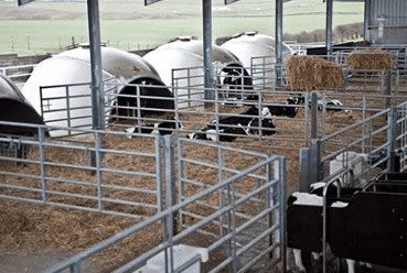 safe and warm calf igloos