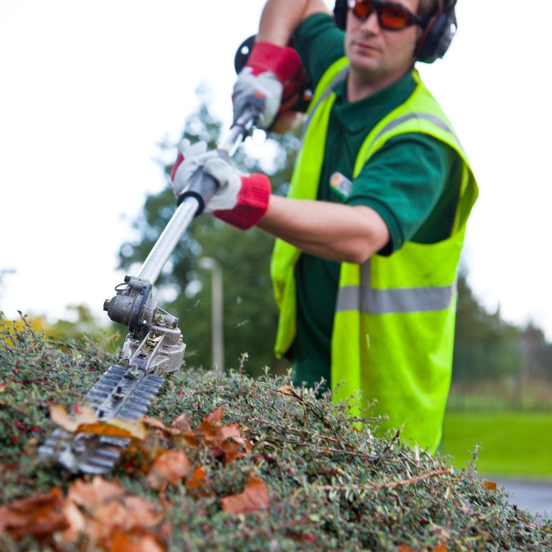 Professional grounds maintenance hedge trimming