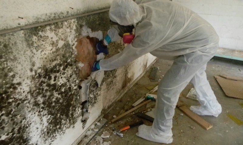 Man Removing Mold — Panama City, FL — Raven Environmental Restoration Services