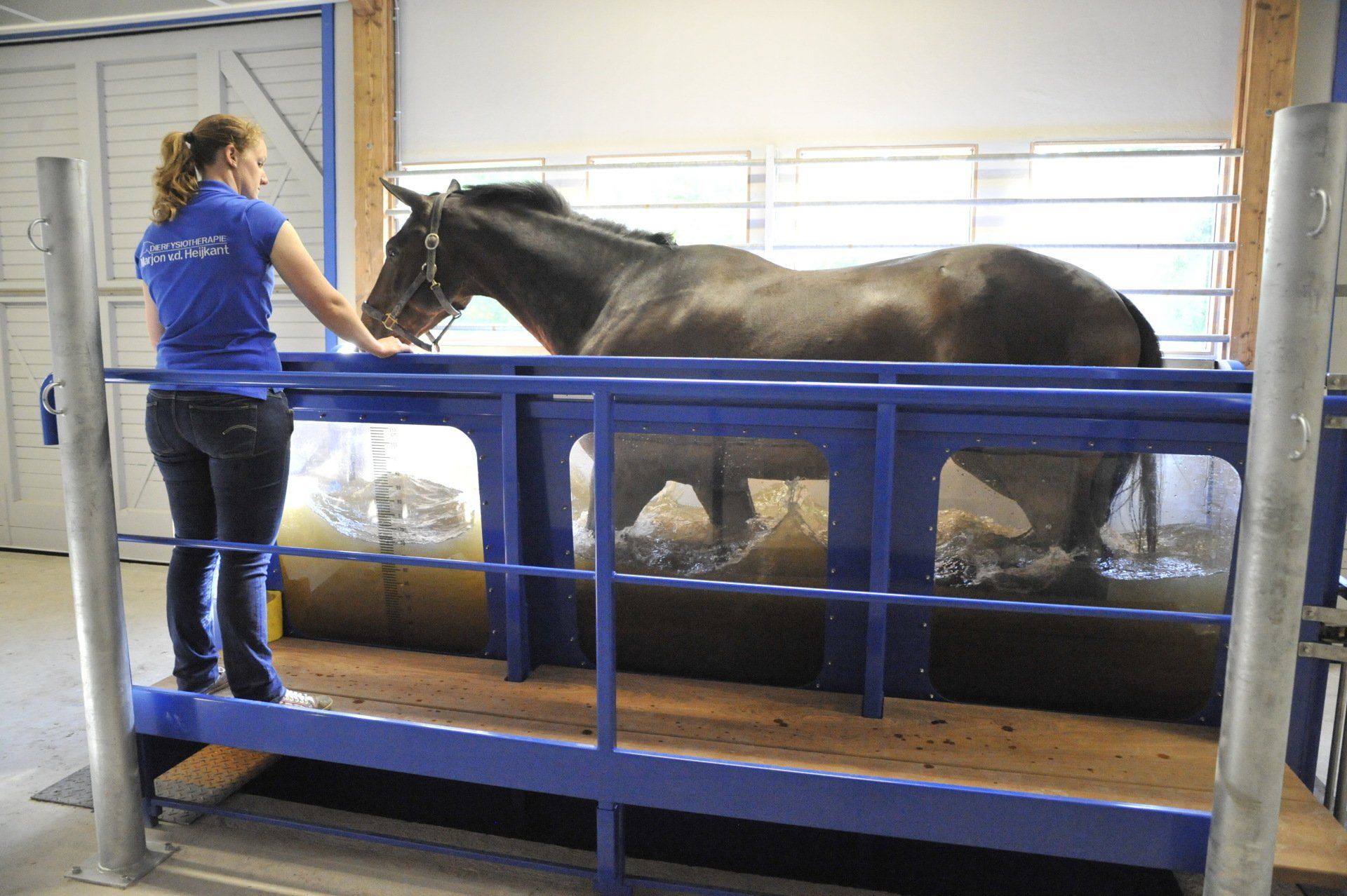 Aquatrainer training paard