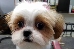 dog