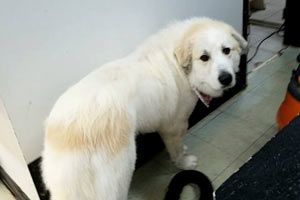 dog