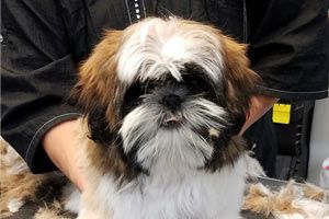 dog