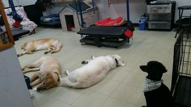 Group of Dogs