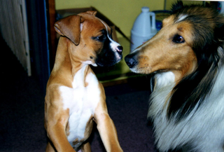 dog