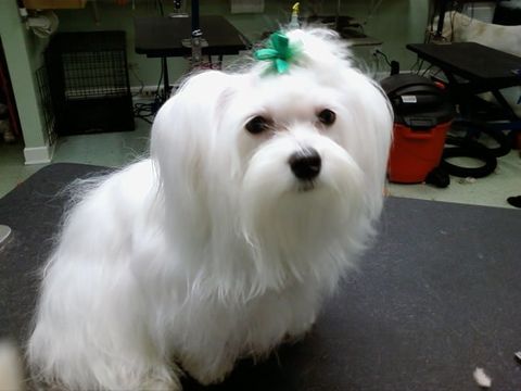 dog