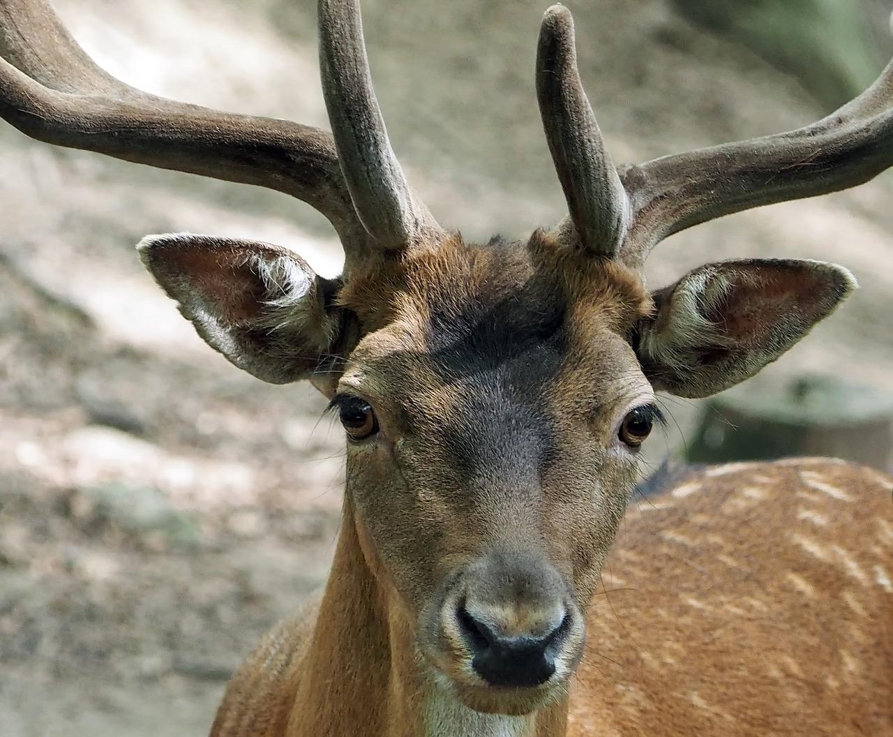 dierenpark bouillon