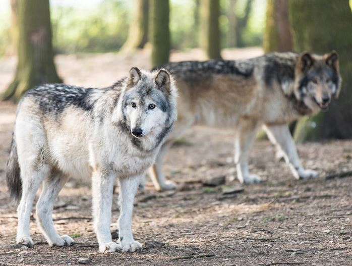 dierenpark theux