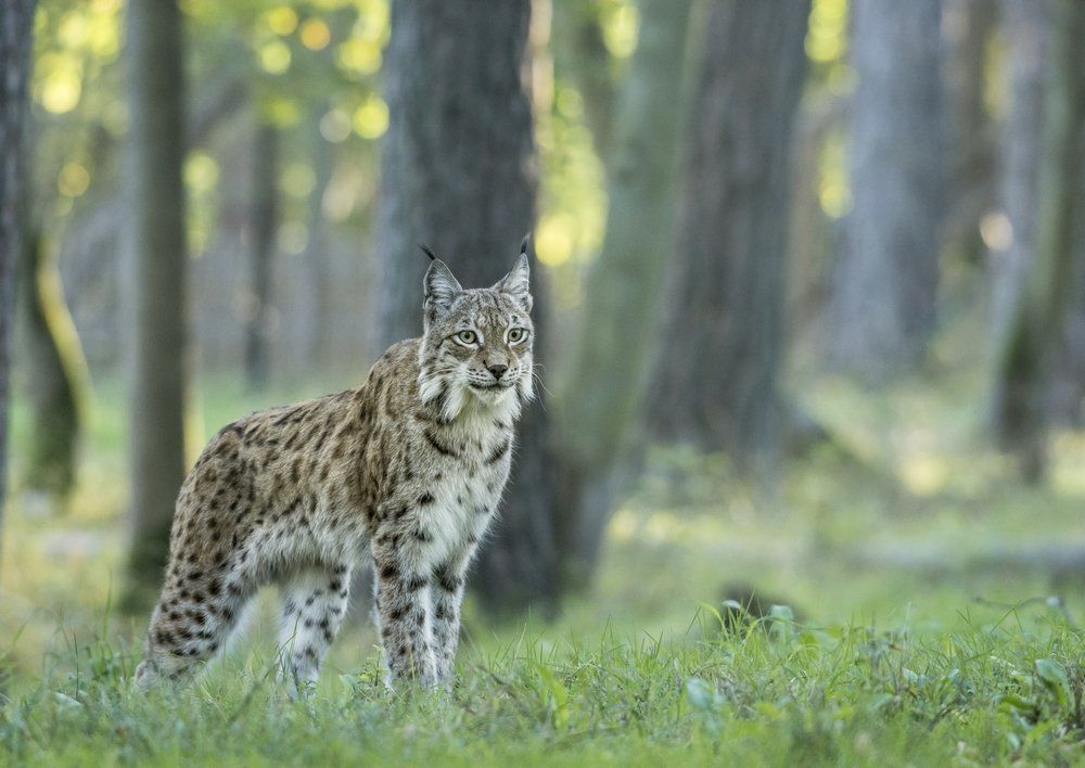 wildpark