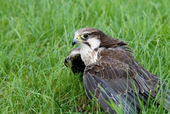 roofvogelshow