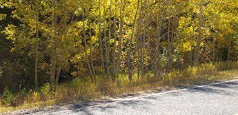 A road with trees on the side of it and yellow leaves.