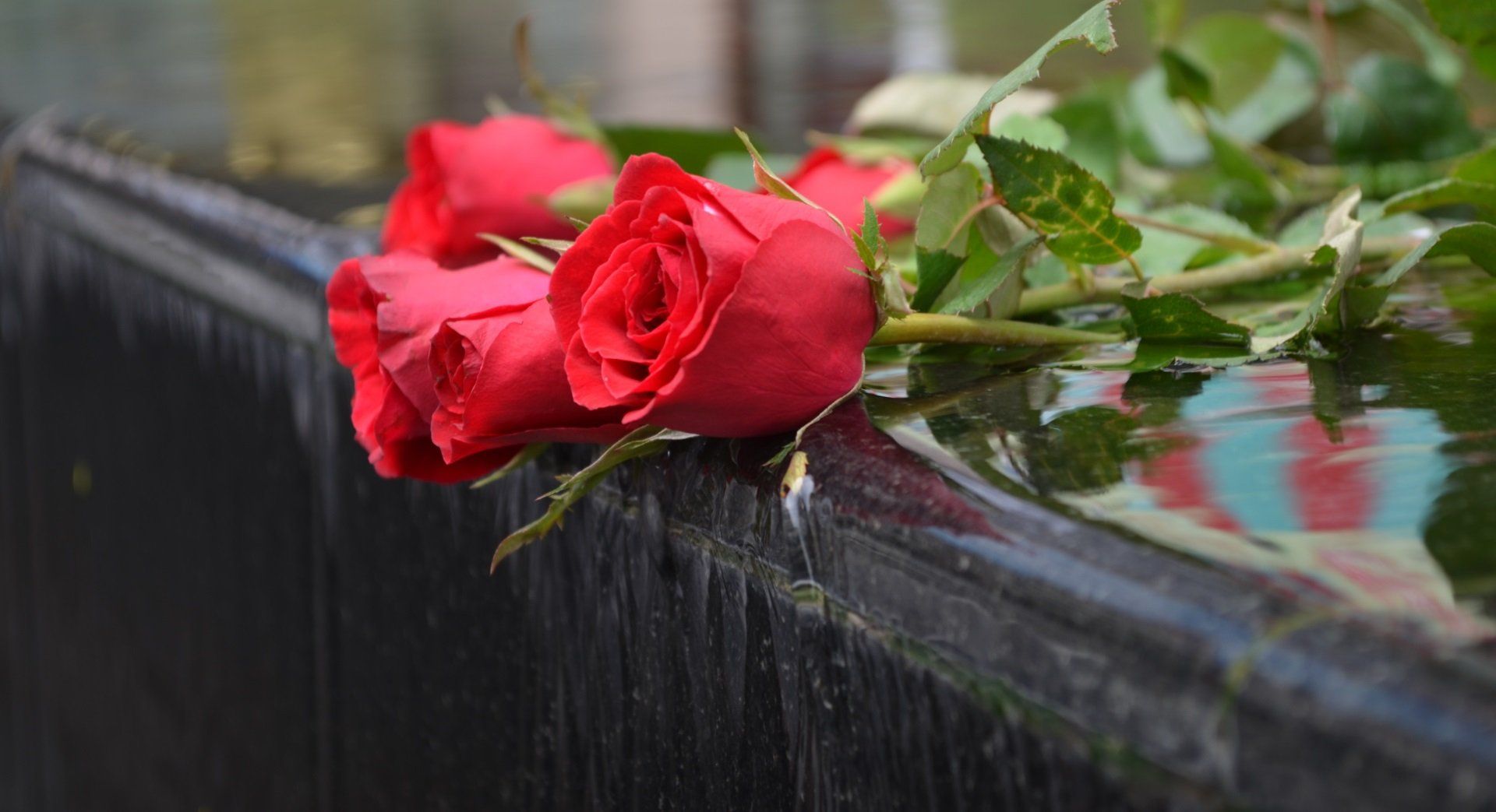 rose rosse