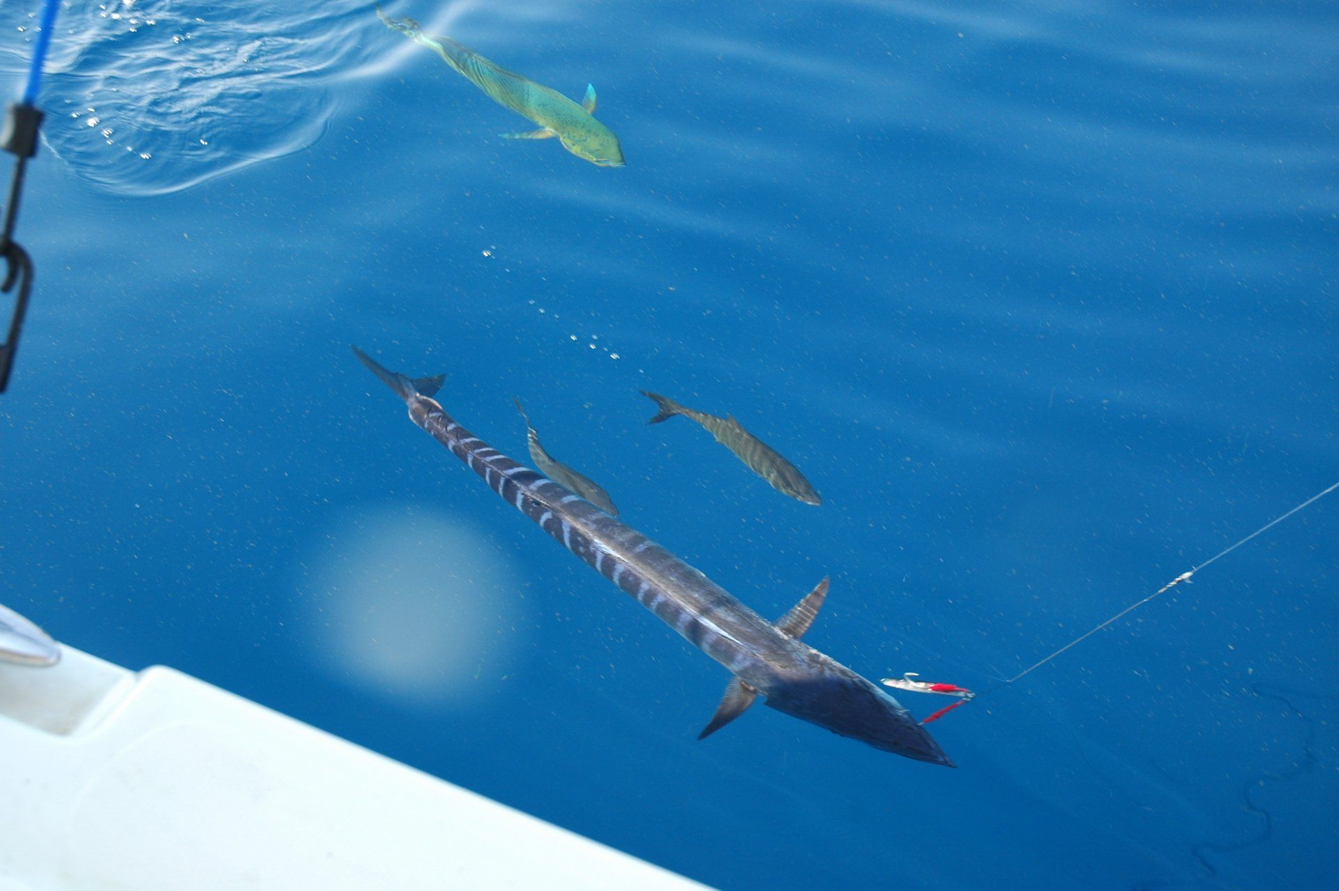 Wahoo on a jig