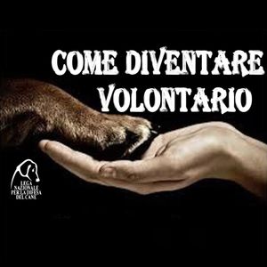 volontariato in canile