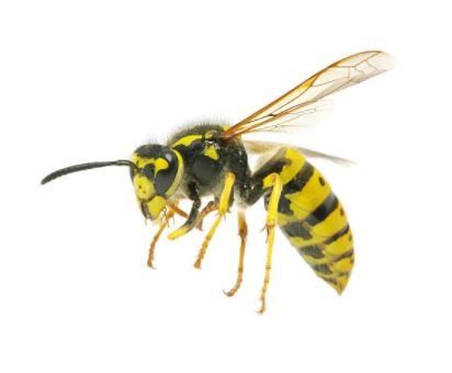 DISINFESTAZIONE DA VESPE E CALABRONI