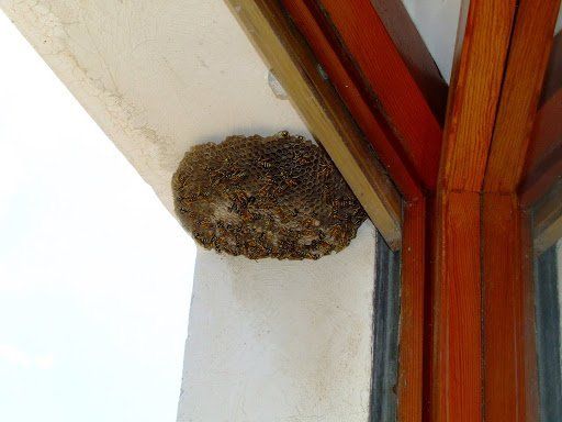 Disinfestazione da calabroni e vespe