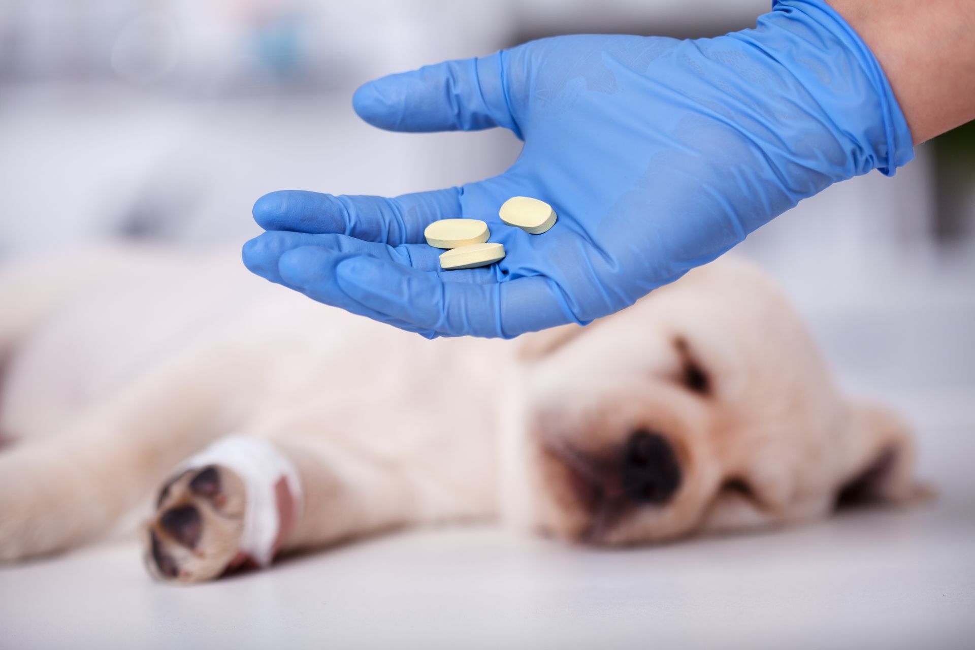 Farmacia Veterinaria