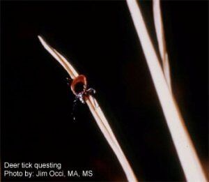 Deer tick questing — lawn spray in Yonkers, NY Deer tick questing — lawn spray in Yonkers, NY