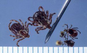 Lyme — lawn spray in Yonkers, NY Lyme — lawn spray in Yonkers, NY