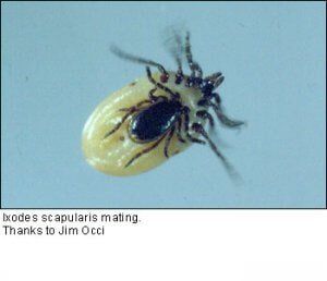 Scapularis — lawn spray in Yonkers, NY Scapularis — lawn spray in Yonkers, NY