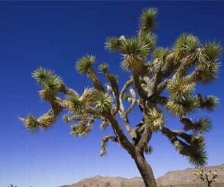 Yucca - Nature's Rain Organic Lawn Care Inc in Yonkers, NY Yucca - Nature's Rain Organic Lawn Care Inc in Yonkers, NY