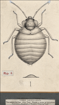Bed Bug Illustration — Muncie, IN — American Pest Control Bed Bug Illustration — Muncie, IN — American Pest Control