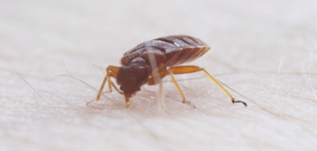 Bed Bug — Muncie, IN — American Pest Control Bed Bug — Muncie, IN — American Pest Control