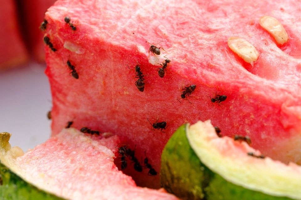 Ants On Watermelon — Muncie, IN — American Pest Control Ants On Watermelon — Muncie, IN — American Pest Control