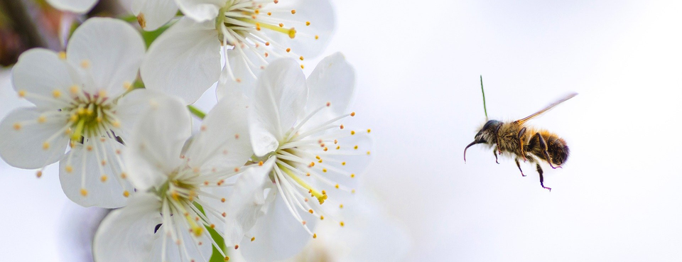 Bee Flying To Flower — Muncie, IN — American Pest Control