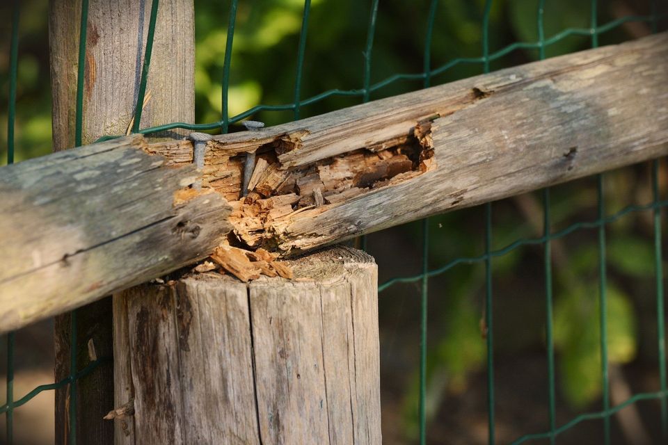 Infested Wooden Fence — Muncie, IN — American Pest Control Infested Wooden Fence — Muncie, IN — American Pest Control