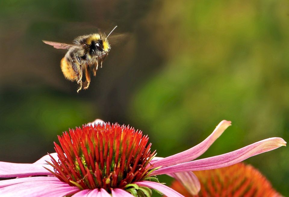 Bumblebee — Muncie, IN — American Pest Control Bumblebee — Muncie, IN — American Pest Control