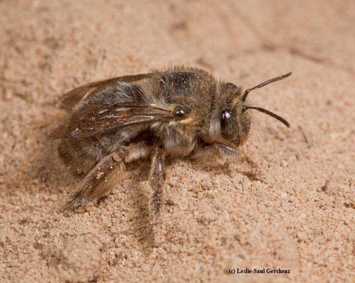 Digger Bee — Muncie, IN — American Pest Control Digger Bee — Muncie, IN — American Pest Control