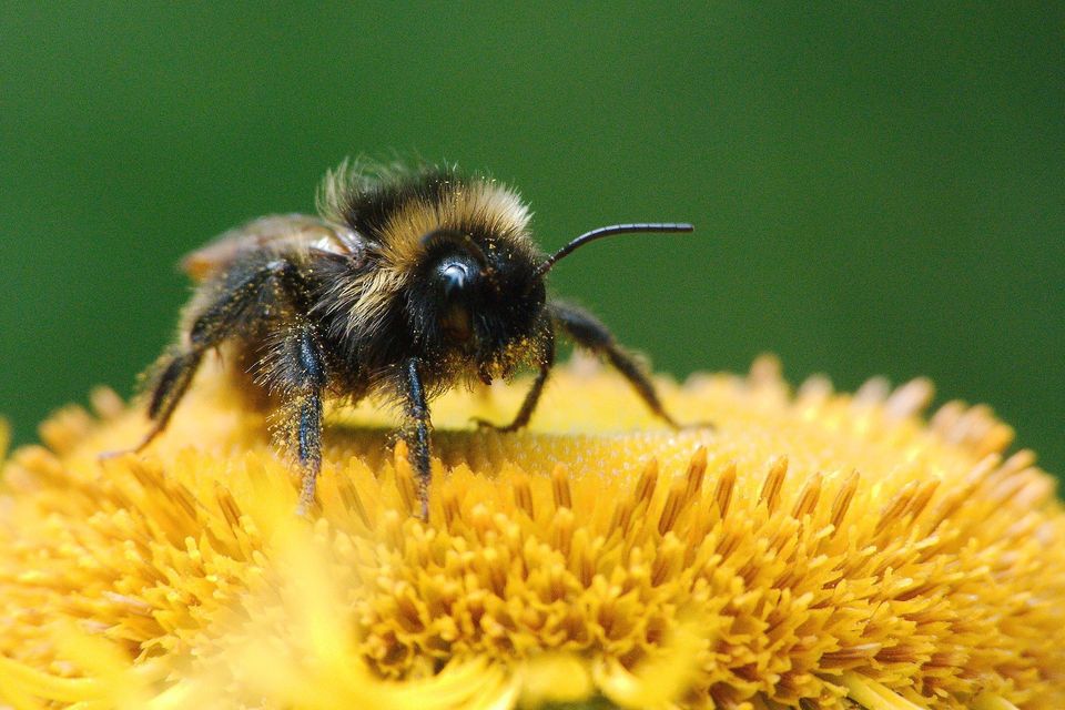 Bee Sucking Flower Nectar — Muncie, IN — American Pest Control Bee Sucking Flower Nectar — Muncie, IN — American Pest Control