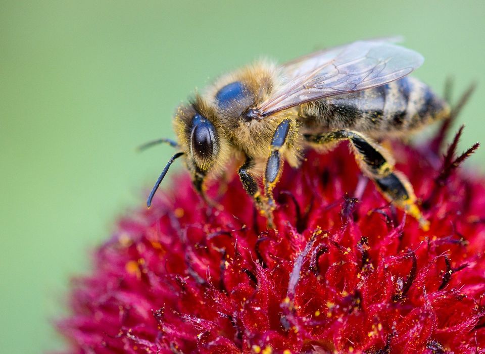 Honey Bee Sucking Nectar — Muncie, IN — American Pest Control