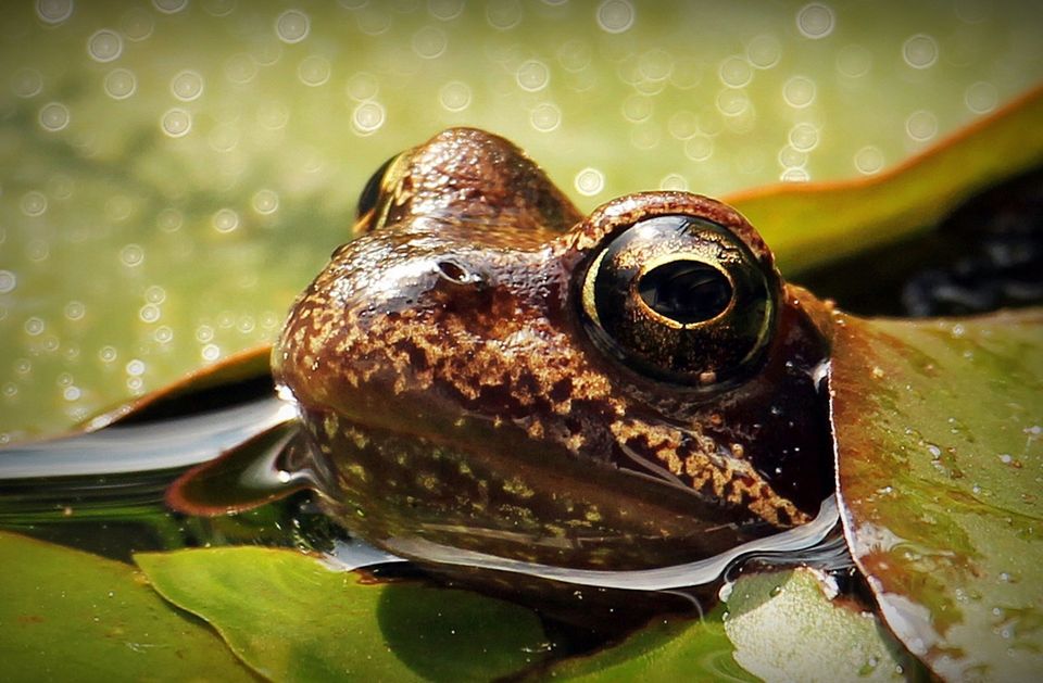 Frog — Muncie, IN — American Pest Control Frog — Muncie, IN — American Pest Control