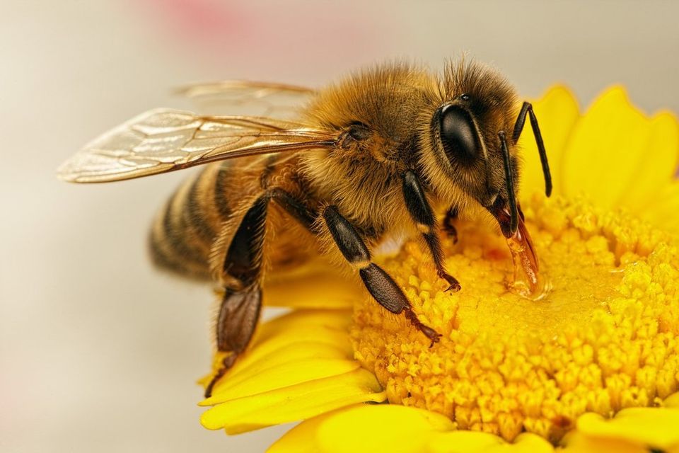 Honey Bee — Muncie, IN — American Pest Control Honey Bee — Muncie, IN — American Pest Control