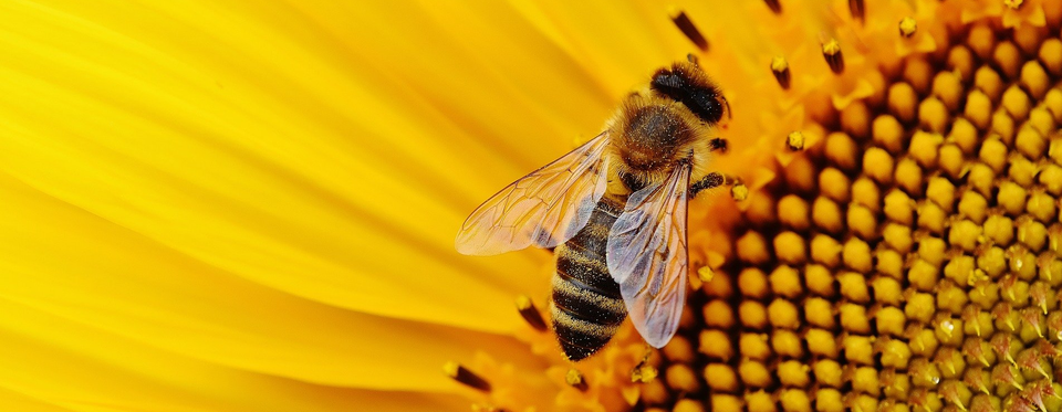 Bee On Sunflower — Muncie, IN — American Pest Control Bee On Sunflower — Muncie, IN — American Pest Control