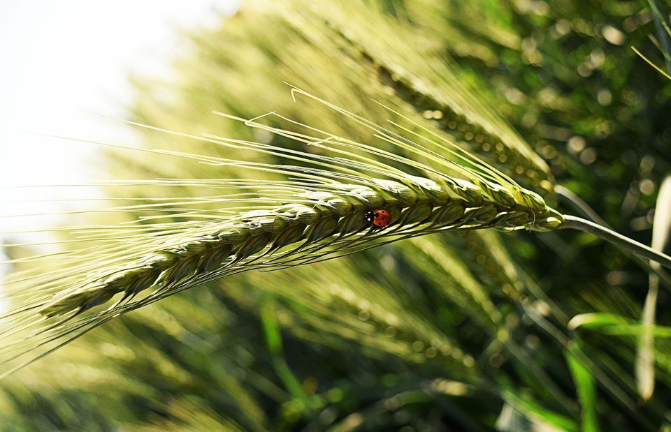 Bug On Agricultural Plant — Muncie, IN — American Pest Control