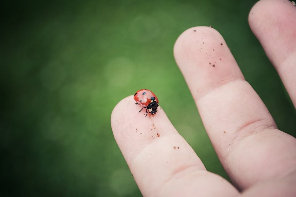 Stinky Bug On A Person Hand — Muncie, IN — American Pest Control