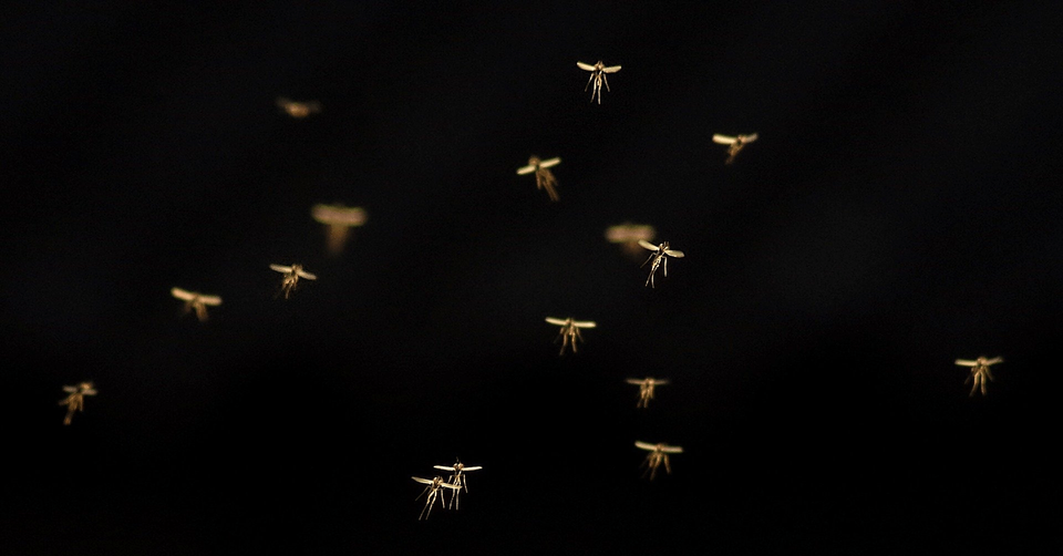 Mosquitoes Flying Around — Muncie, IN — American Pest Control Mosquitoes Flying Around — Muncie, IN — American Pest Control