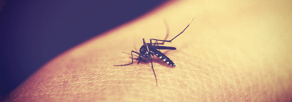 Mosquito Biting A Human Skin — Muncie, IN — American Pest Control Mosquito Biting A Human Skin — Muncie, IN — American Pest Control