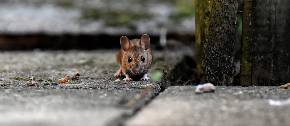 Mouse — Muncie, IN — American Pest Control Mouse — Muncie, IN — American Pest Control