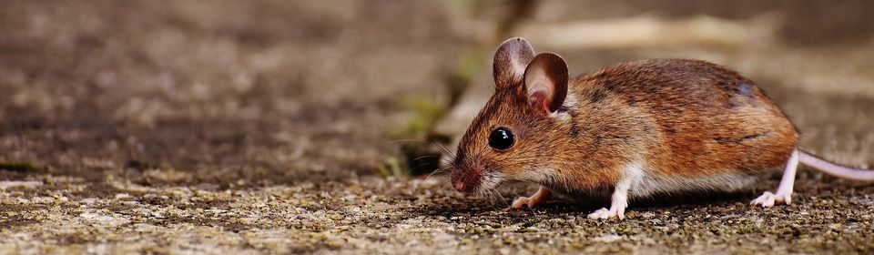 Mice — Muncie, IN — American Pest Control Mice — Muncie, IN — American Pest Control