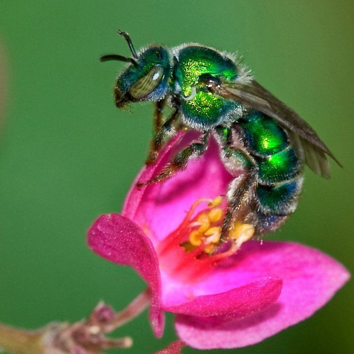 Sweat Bee — Muncie, IN — American Pest Control Sweat Bee — Muncie, IN — American Pest Control