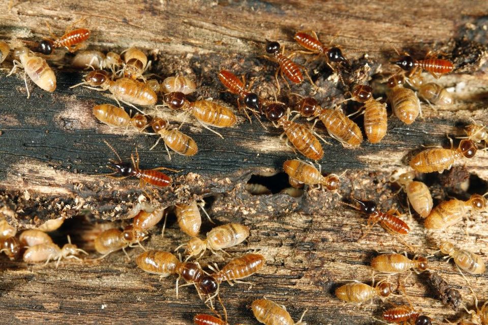 Wood Plank Infested By Termites — Muncie, IN — American Pest Control Wood Plank Infested By Termites — Muncie, IN — American Pest Control