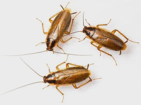 Cockroaches — Muncie, IN — American Pest Control